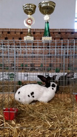 0,1 Šampionka SR, 97b - kolekcia MSR